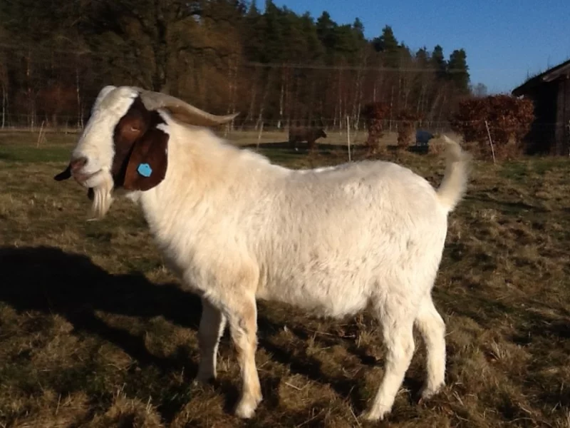 Prodám plemenného burského kozla